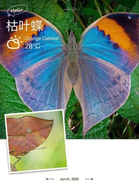 什么是枯叶蝶，代表什么，失去保护色的枯叶蝶又是什么？